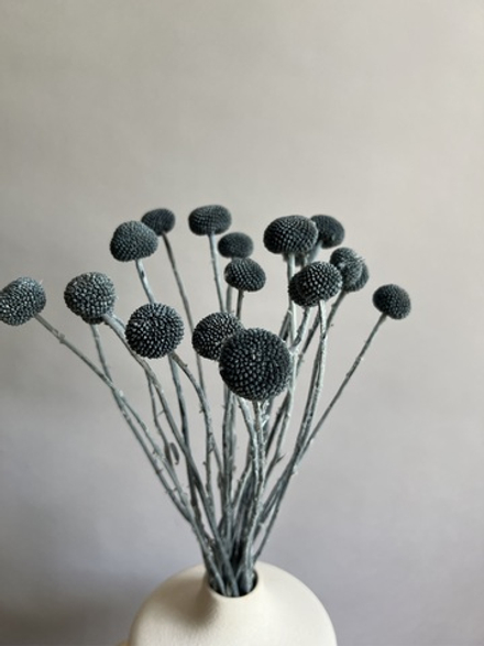 Краспедия стабилизированная серая (упак 20 шт)