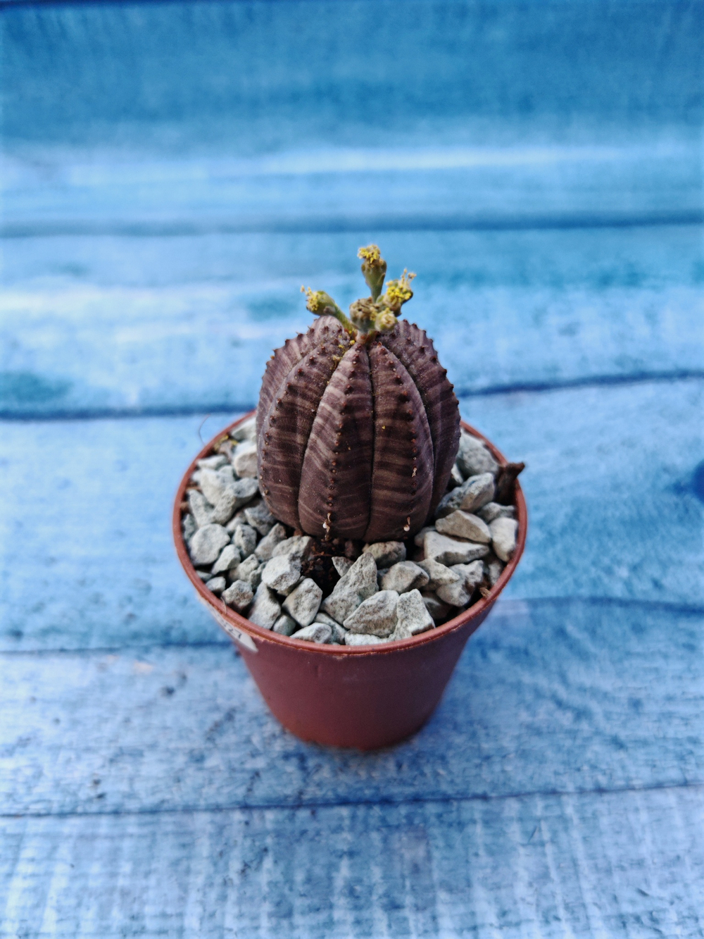 Euphoria Obesa (Эуфорбия)