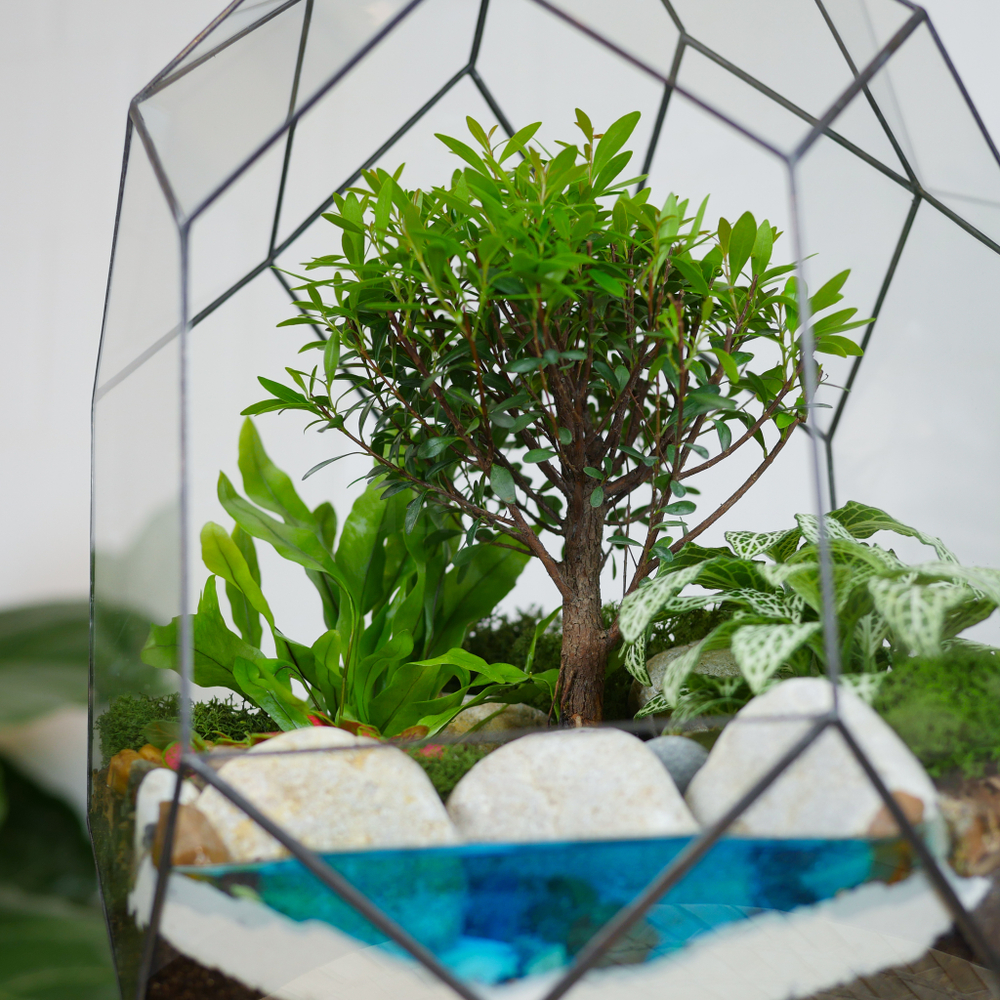 Готовый флорариум бонсай Сизигиум Цефей с озером