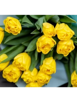 Тюльпаны пионовидные ,луковицы сорт LIMOUSINE желтые (4шт)