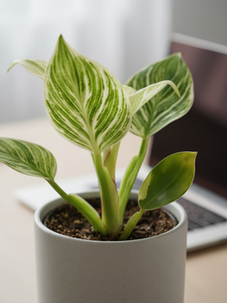 Филодендрон Биркин д. 12