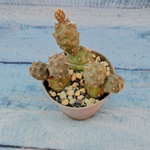 Tephrocactus Articulatus (Тефрокактус)
