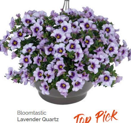 Калибрахоа Bloomtastic Lavender Quarts укорененный черенок ОКС конец ноября