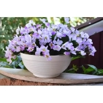 Цветочный горшок-миска Парма, 2л, D20, белая