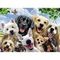 Puzzle Delighted Dogs 300 pcs