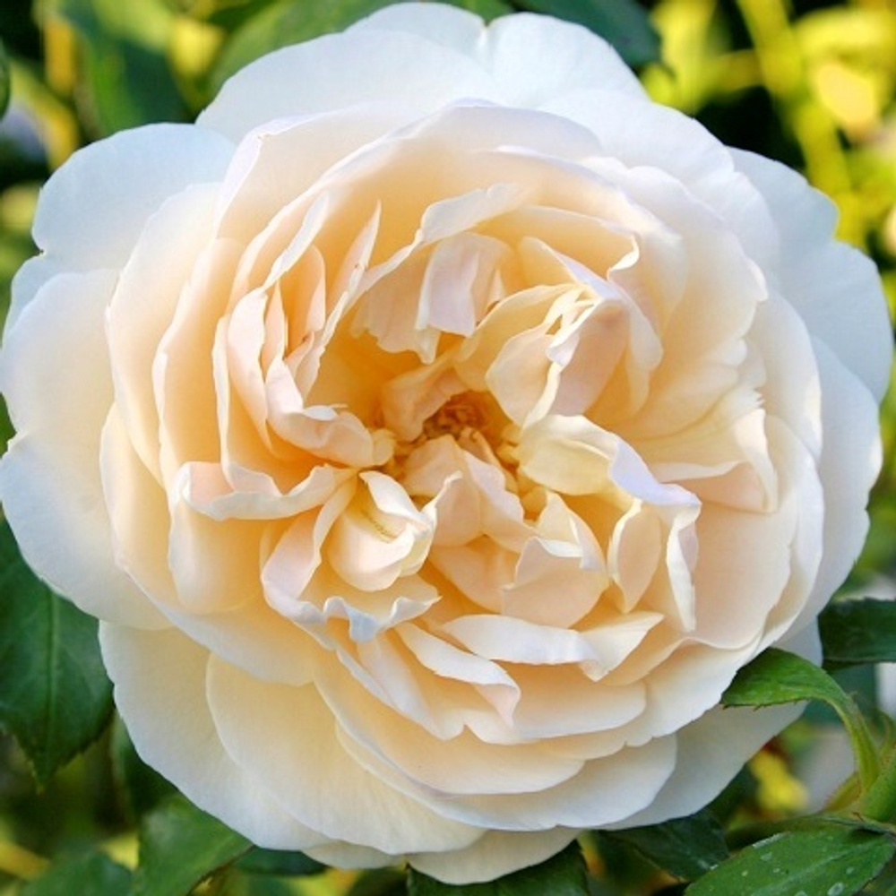 Роза английская Lichfield Angel