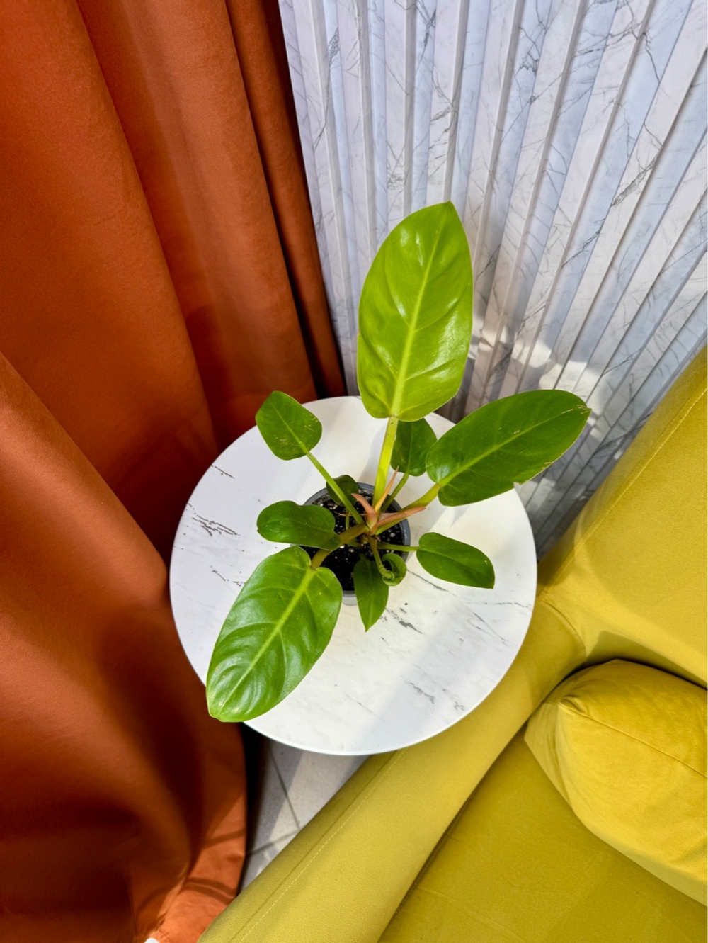 Филодендрон Мелинони Голд, D10см Н25см, 1шт, Urban Jungle