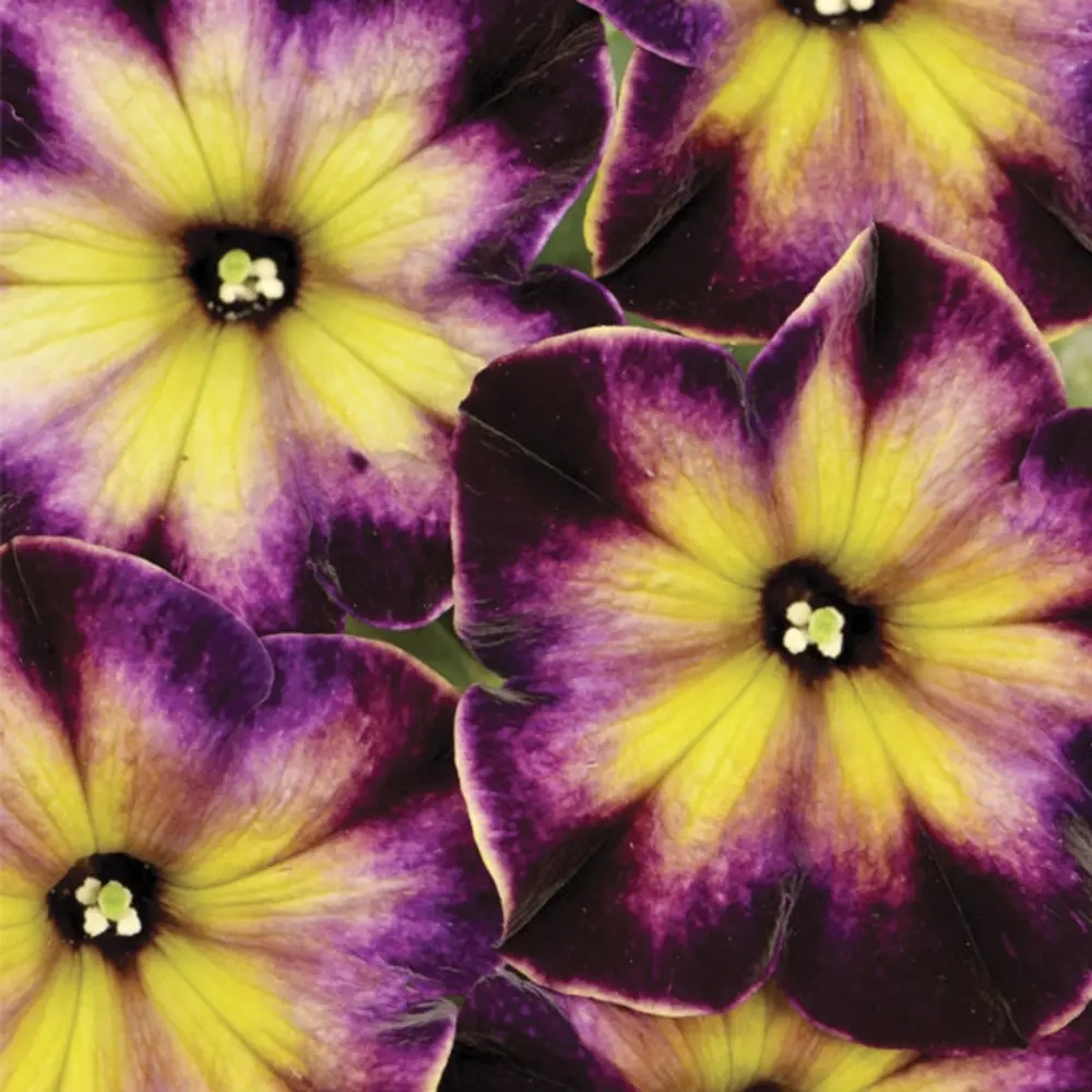 Петуния CRAZYTUNIA Moonstruck