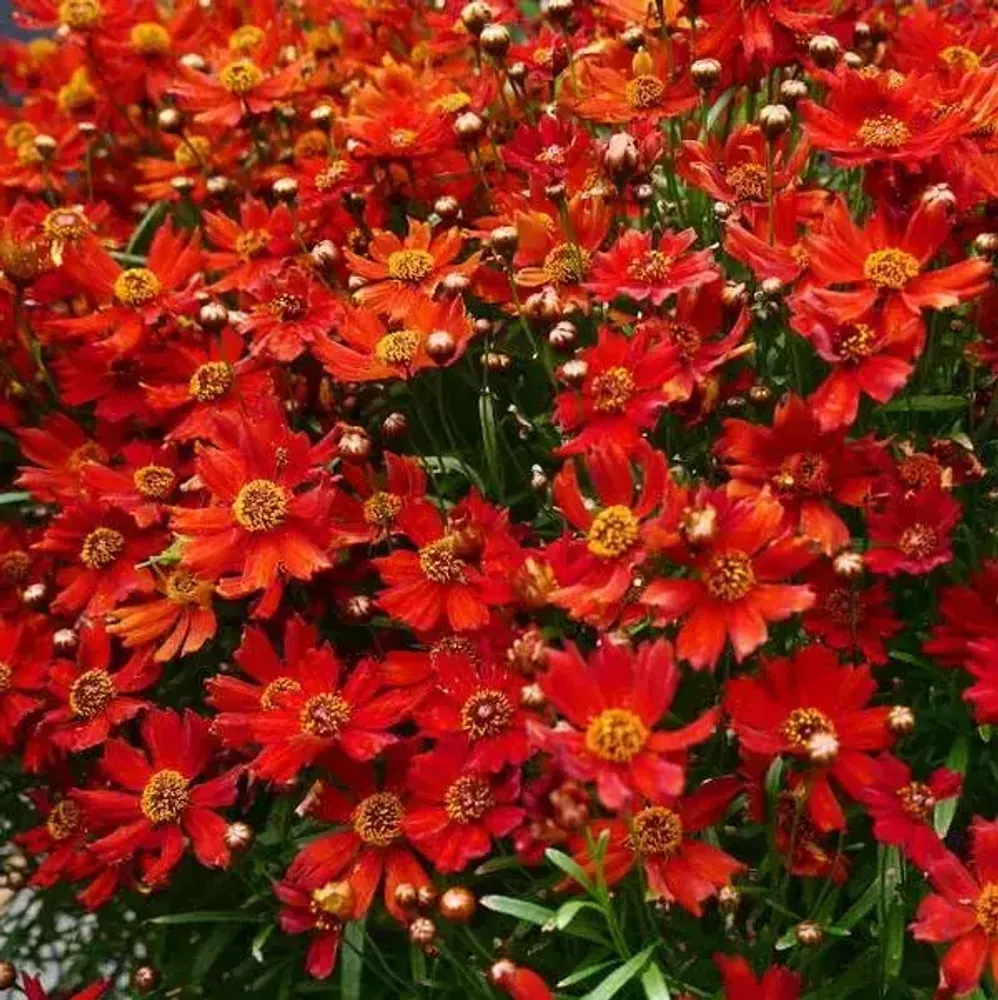 Кореопсис Санбурст ланцетовидный. Кореопсис красильный Сильмарилл. Кореопсис Санфайр. Кореопсис грандифлора