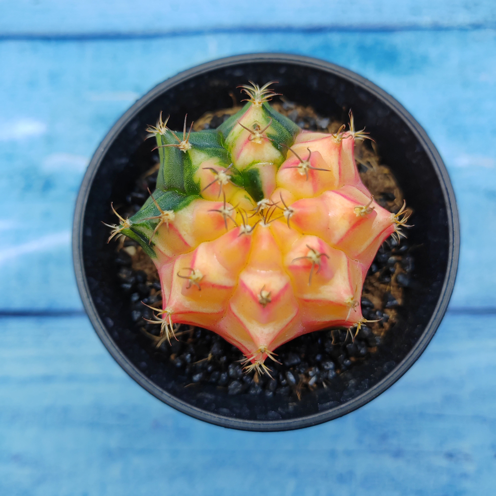 Gymnocalycium Variegata (Гимнокалициум Вариегатный)