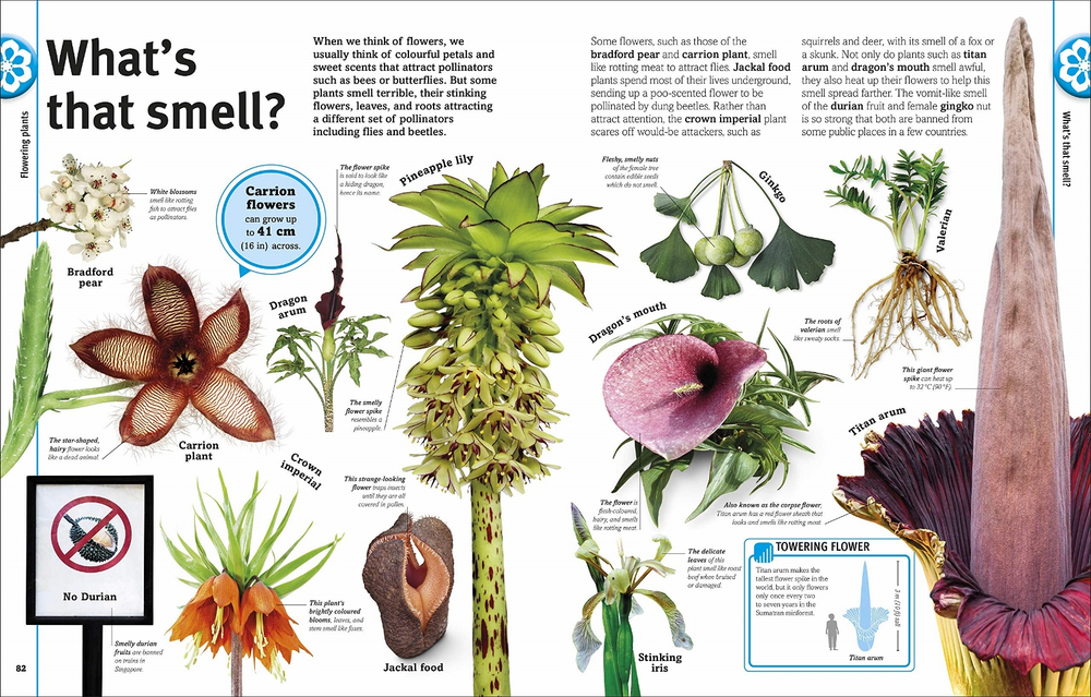 Trees, Leaves, Flowers and Seeds: A visual encyclopedia of the plant kingdom