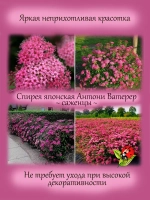Спирея Антони Ватерер японская многолетник
