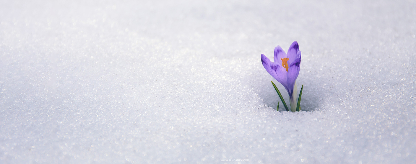 До Весны осталось 15 дней