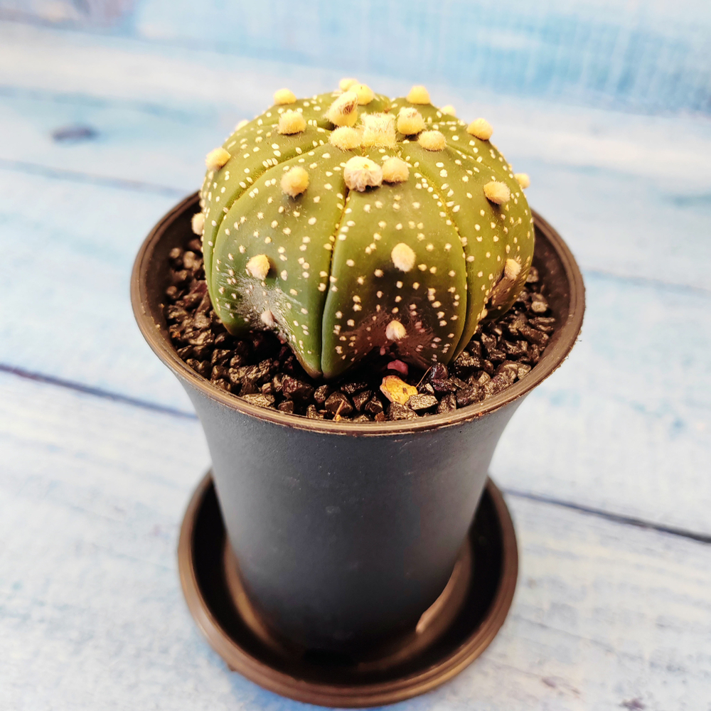 Astrophytum Asterias (Астрофитум)