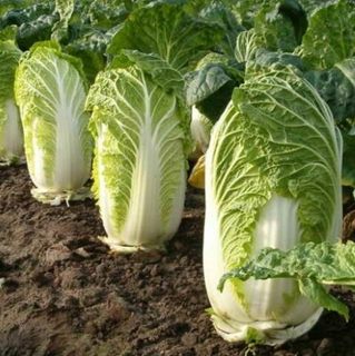 Капуста пекинская Юки 1000 (семян)