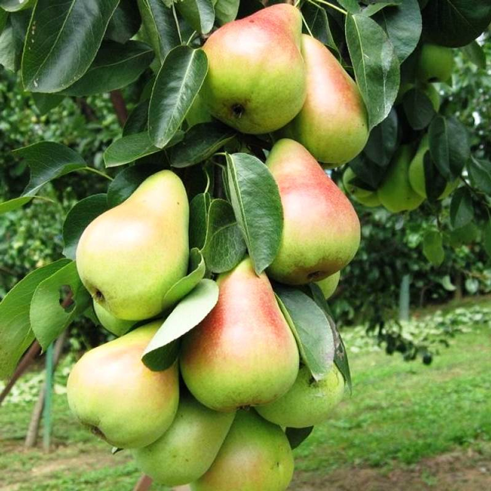 Груша колоновидная Сапфира