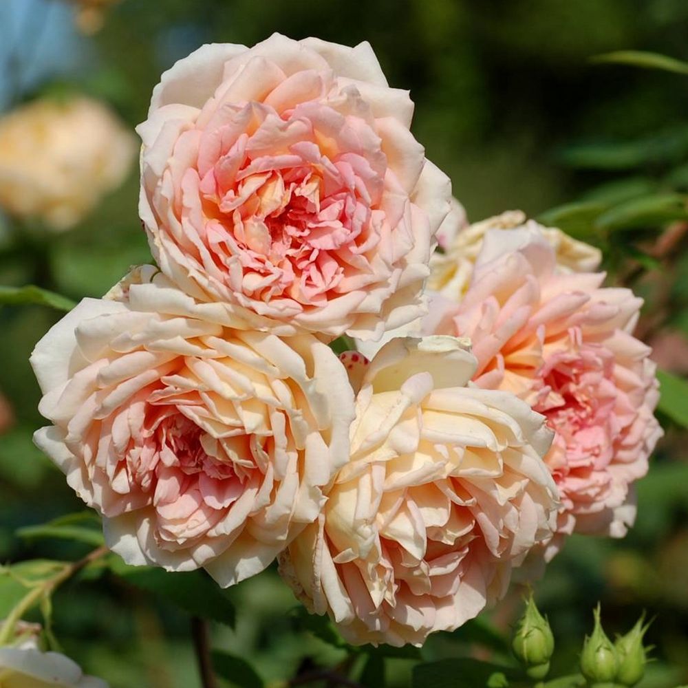 Джанет (Janet)