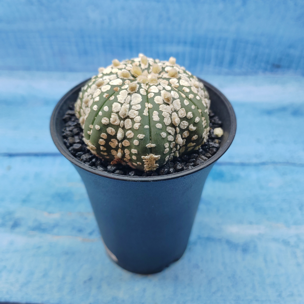 Astrophytum Asterias (Астрофитум)