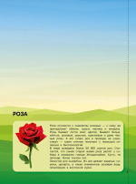 Магия цветов