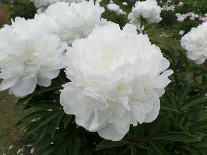 Пион Сноу Суприм; Snow Supreme