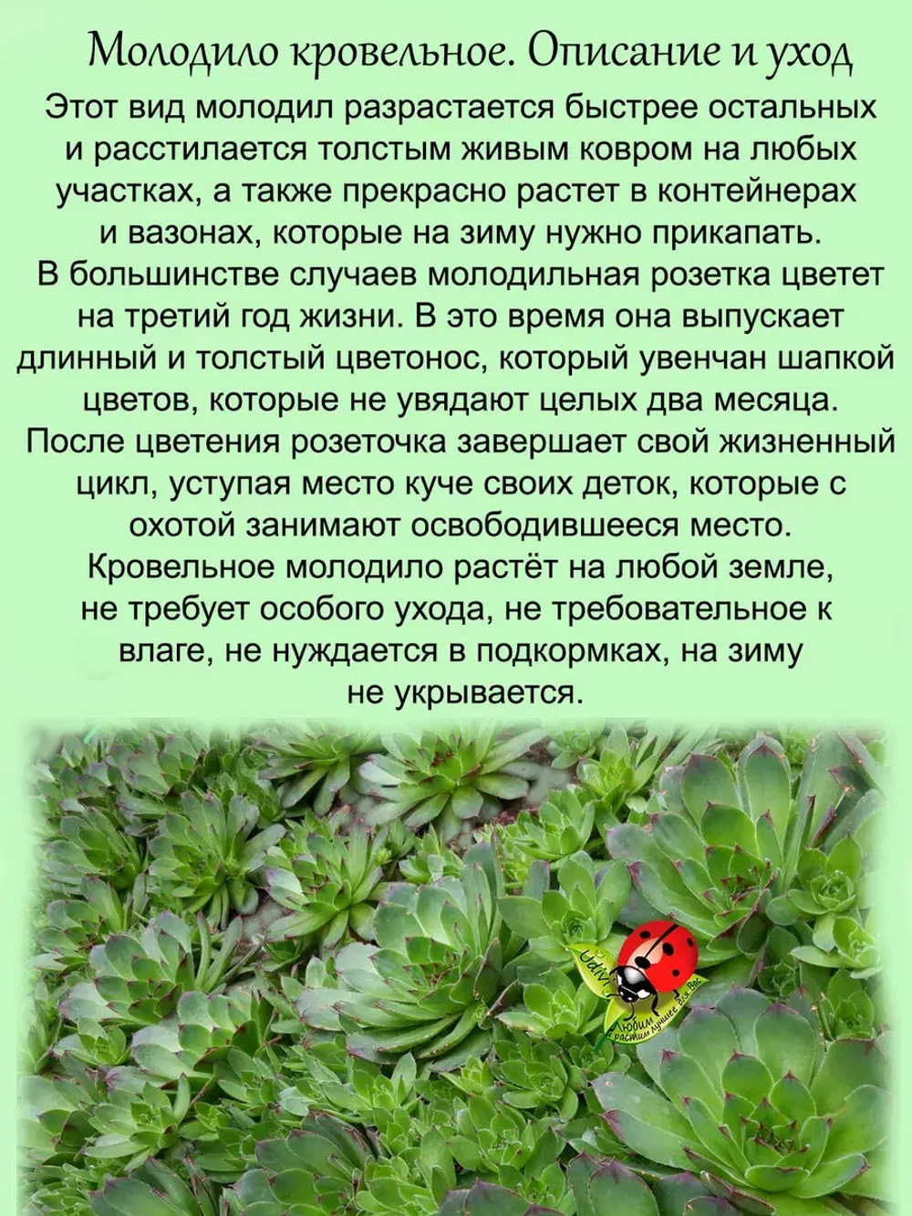 Молодило Кровельное каменная роза быстрорастущее