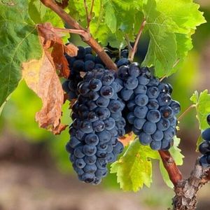 Каннонау (Cannonau) - красный сорт винограда