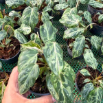 Филодендрон GLORIOSUM MUT