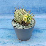 Euphorbia meloformis f. Variegated (Эуфорбия вариегатная)