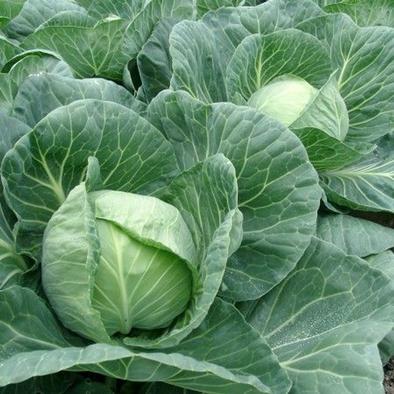 ТАФМА F1 семена капусты белокочанной (Rijk Zwaan | Alexagro) – фото 7