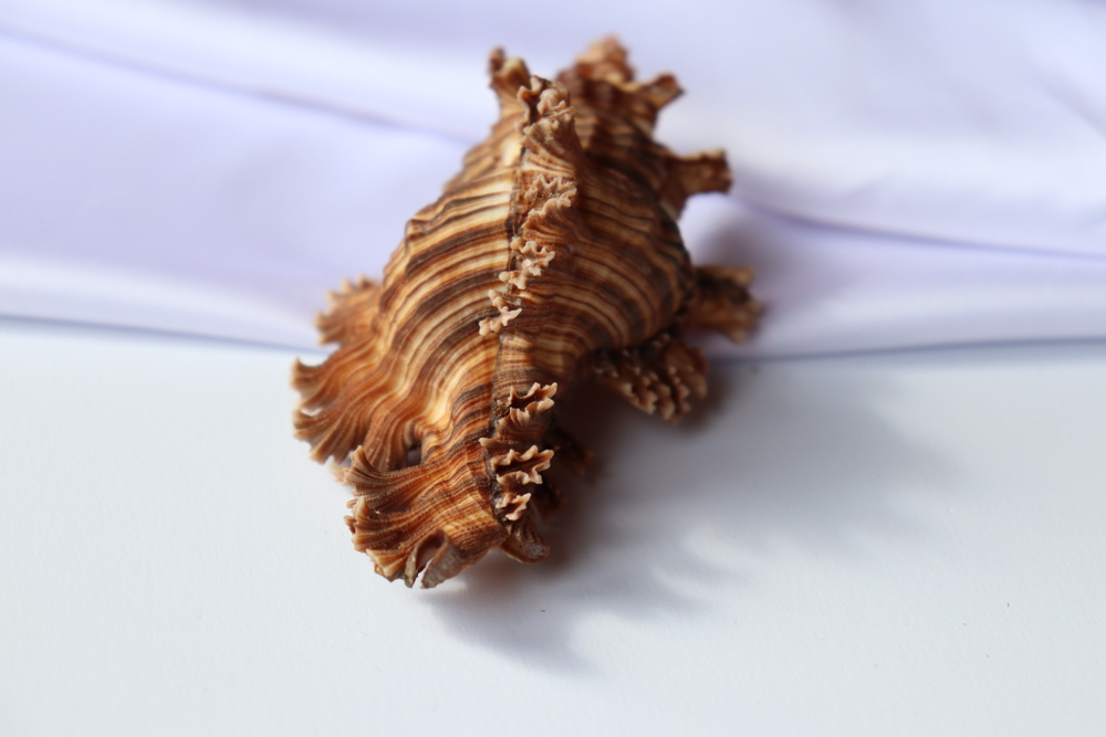 Мурекс Ветка Розы (Chicoreus palmarosae), 10см, 1шт