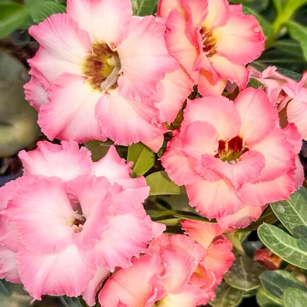 Адениум обесум PONY