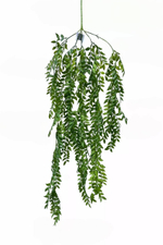 Ветка Рускус Иглица ампельная