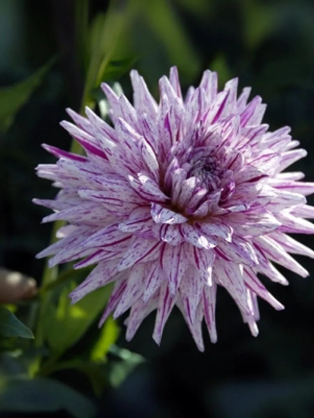 Георгин кактусовидный Хай Трио