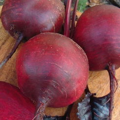 Марго F1 семена свеклы (Гавриш)