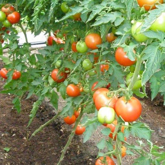 ПИНК ПАРАДАЙЗ F1 семена томата (Sakata | Alexagro)