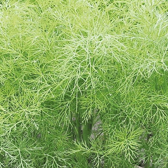 Грин сливз семена укропа (Enza Zaden / Энза Заден) культура – фото 2