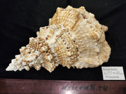 Бурса Бубо 180-260мм