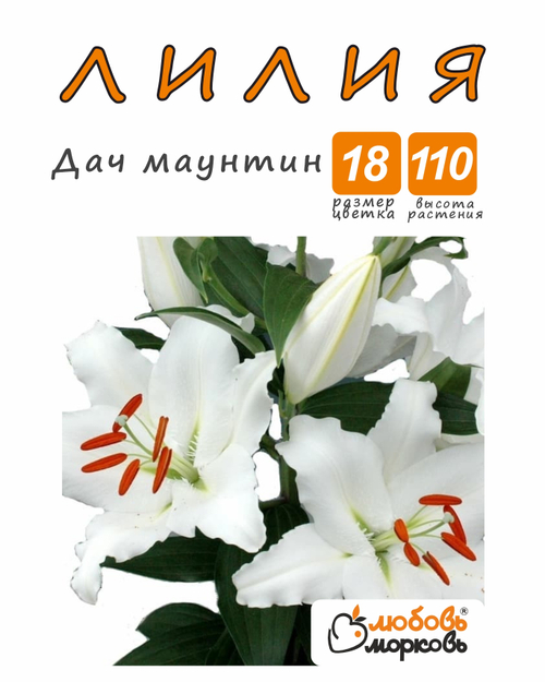 Лилия Луковица, Дач маунтин, 1 шт