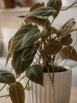 Филодендрон Миканс д. 12