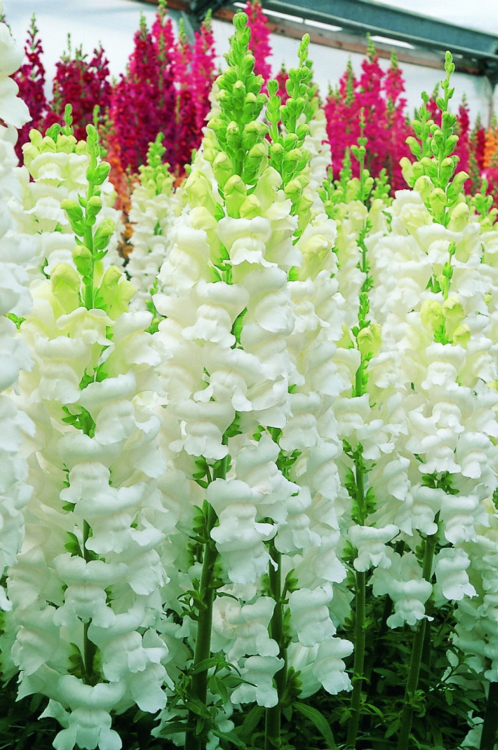 Львиный зев ОПУС УАЙТ