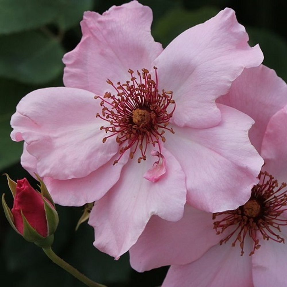 Роза чайно-гибридная Dainty Bess