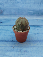 Euphoria Obesa (Эуфорбия)