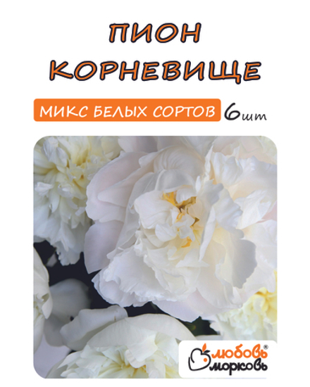 Пион Корневище, Микс белых сортов, 6шт