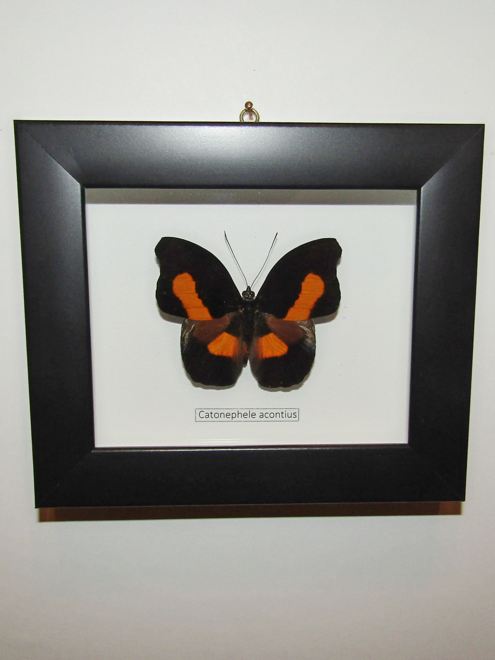 Бабочка Catonephele acontius в рамке