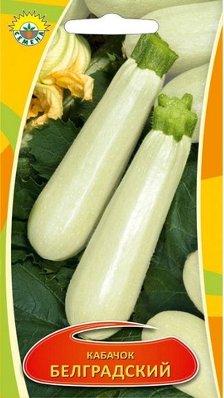 Кабачок "С. Белградский" 2г., Сербия.