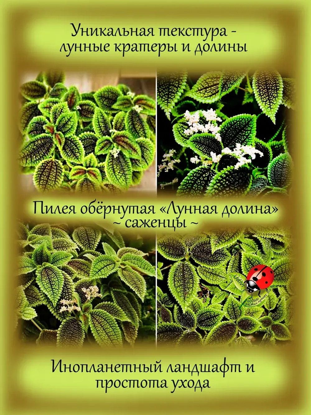 Пилея обёрнутая Лунная долина