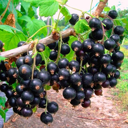 Смородина Ядреная черная