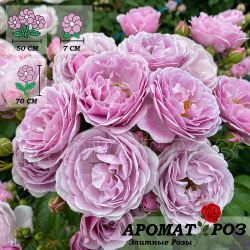 Наутика (Nautica)