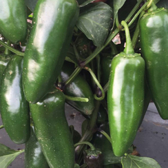 Куатреро  F1 семена перца острого (Enza Zaden / Энза Заден)