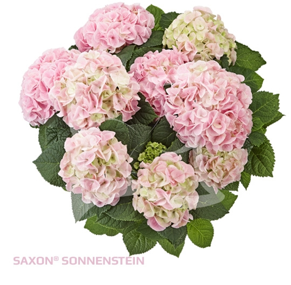 Saxon Sonnenstein/ Саксон Сонненштейн